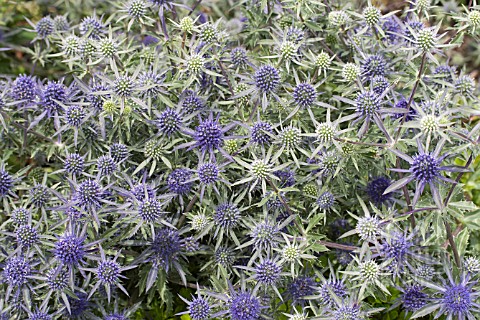 ERYNGIUM_PLANUM_BLAUKAPPE