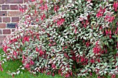 FUCHSIA MAGELLANICA GRACILIS VARIEGATA