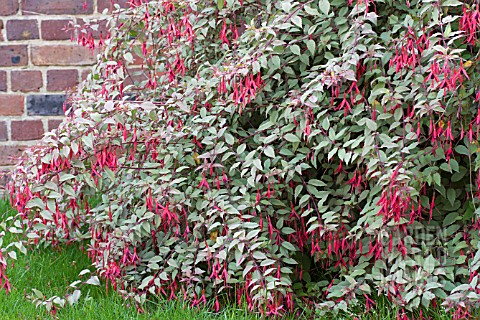 FUCHSIA_MAGELLANICA_GRACILIS_VARIEGATA