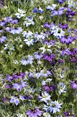 NIGELLA MOODY BLUES