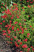 POTENTILLA GIBSONS SCARLET