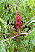 RHUS TYPHINA DISSECTA