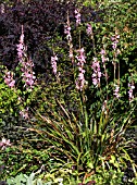 WATSONIA BORBONICA