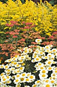 ANTHEMIS E C BUXTON, ACHILLEA PAPRIKA  & SLOIDAGO GOLDEN MOSA,