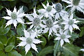 ERYNGIUM MISS WILLMOTTS GHOST (GIGANTEUM)