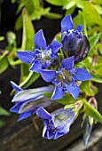 GENTIANA SEMPERFIDA