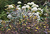 HYDRANGEA ANNABELLE, ERIGERON MISS WILLMOTTS GHOST & LYSIMACHIA FIRECRACKER