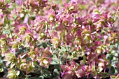 ORIGANUM BUCKLAND