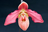 PHRAGMIPEDIUM ANDEAN FIRE