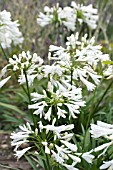 AGAPANTHUS ALBUS NANUS