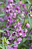 ANGELONIA SERONA SERIES PURPLE