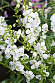 ANGELONIA SERONA SERIES WHITE