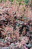 HEUCHERA PALACE PURPLE