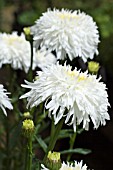 LEUCANTHEMUM X SUPERBA FIONA COGHILL