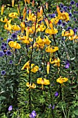 LILIUM CITRONELLA,& ECHINOPS VEITCHS BLUE