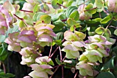 ORIGANUM PAGODA BELLS (LIZBELL)