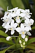 PHALAENOPSIS EQUESTRIS ALBA