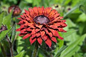 RUDBECKIA BRANDY BUTTER