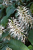 AESCULUS PARVIFLORA