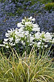 AGAPANTHUS ALBUS NANUS, ERYNGIUM PLANUM & CAREX EVERGOLD,