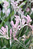 ANIGOZANTHOS GARDEN JEWEL