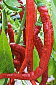 CAPSICUM CHINENSIS JOES LONG CAYENNE
