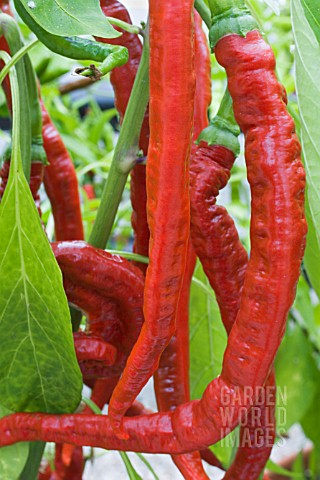 CAPSICUM_CHINENSIS_JOES_LONG_CAYENNE