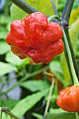 CAPSICUM CHINENSIS MINI BONNET