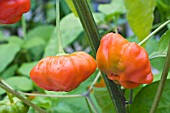 CAPSICUM CHINENSIS MINI BONNET