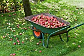 WINDFALL APPLES, JULY