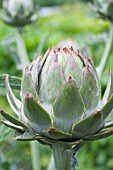 CYNARA CARDUNCULUS GREEN GLOBE IMPROVED