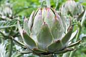 CYNARA CARDUNCULUS GREEN GLOBE IMPROVED