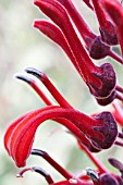 LOBELIA TUPA