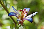 TRICYRTIS TAIPEI SILK