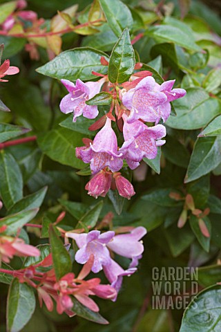 ABELIA_SCHUMANNII