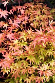 ACER SANGO-KAKU