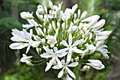 AGAPANTHUS AFRICANUS ALBUS