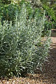 ARTEMISIA LUDOVICIANA SILVER QUEEN