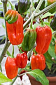 CAPSICUM CHINENSIS HABANERO REBETONA