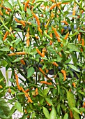 CAPSICUM CHINENSIS ORANGE THAI