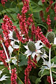 ERYNGIUM MISS WILLMOTTS GHOST & PERSICARIA AMPLEXICAULIS ATROSANGUINEA