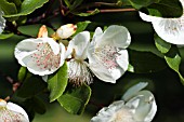 EUCRYPHIA NYMANSAY