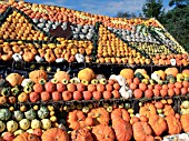 SQUASH, GOURDS & PUMPKINS