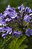 AGAPANTHUS DEEP BLUE