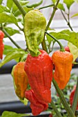 CAPSICUM CHINENSE BHUT JOLOKIA