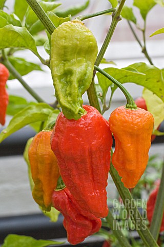 CAPSICUM_CHINENSE_BHUT_JOLOKIA