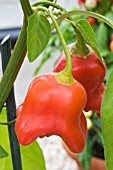 CAPSICUM CHINENSIS BALLOON