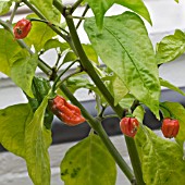 CAPSICUM CHINENSIS DORSET NAGA