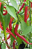 CAPSICUM CHINENSIS TOKYO HOT F1