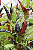 CAPSICUM CHINENSIS ZAINO